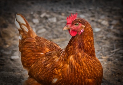 Chicken 3727097 19201