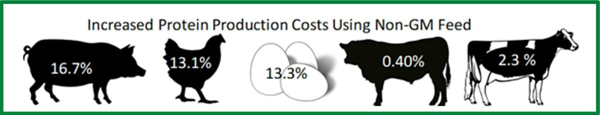 使用非转基因饲料增加蛋白质生产成本IFEEDER 2022年4月