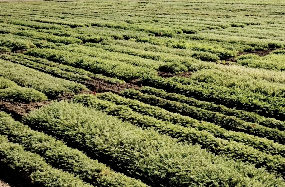 Nu Cicer Chickpea Field Trial