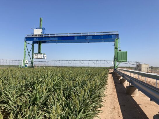 Image_2_gantry_sorghum